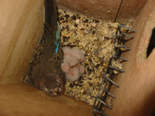 4 bourkes cpl voliÃ©re piÃ©ce Ã©levage .JPG