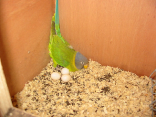 Debut de couvÃ©e TP cpl N 6 GV.JPG