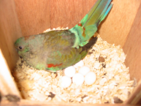 couvÃ© de Multicolore 9 oeufs beaucoup de fÃ©condÃ©s GV .JPG