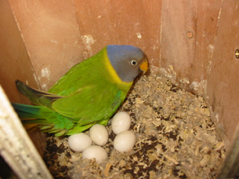 5 oeufs fecondÃ©s TP cpl N 5 piÃ©ce Ã©levage .JPG