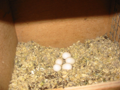 Ã©closion imminente 3 oeufs de melanure cpl 9 GV .JPG