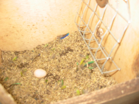 Debut de ponte swift cpl N6 mini voliÃ©re .JPG