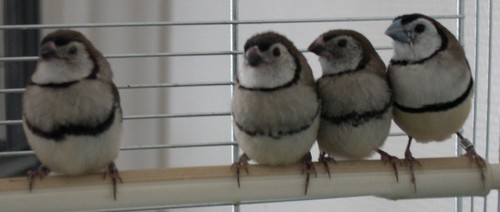 Papa et les 3 bb_28042005.jpg