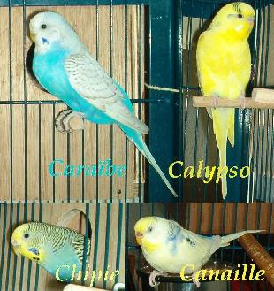 les 4 perruches 02.JPG