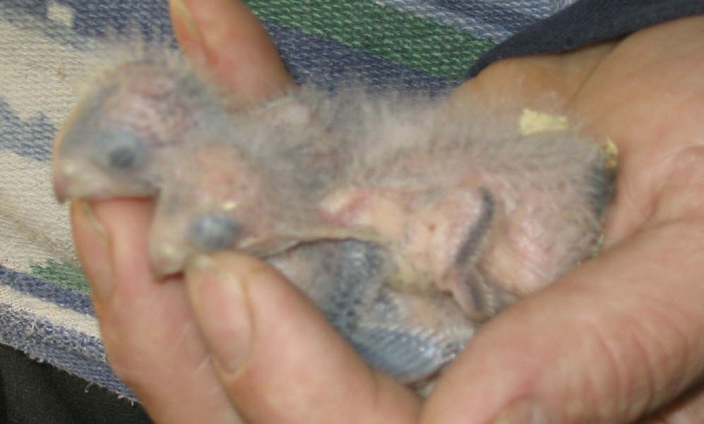 bébés catherines_1_1.jpg