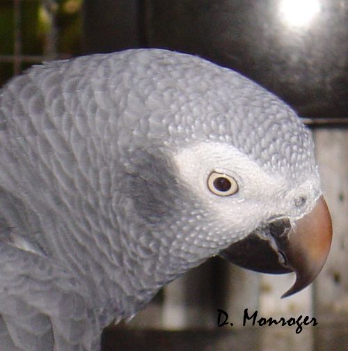 Psittacus erithacus timneh.jpg