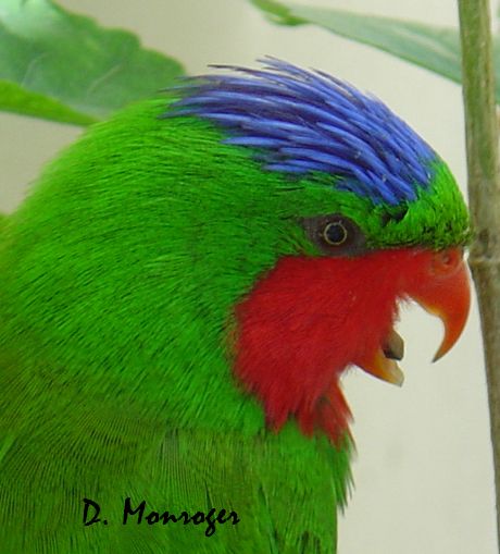 Vini australis 1.jpg