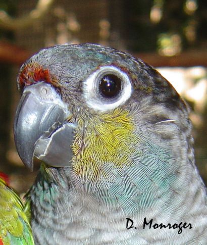 Pyrrhura perlata perlata.jpg