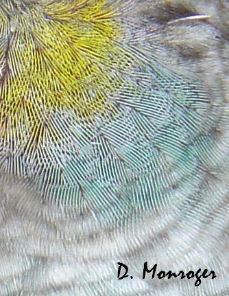 Pyrrhura perlata perlata 1.jpg