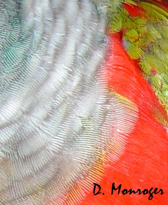 Pyrrhura perlata perlata 2.jpg