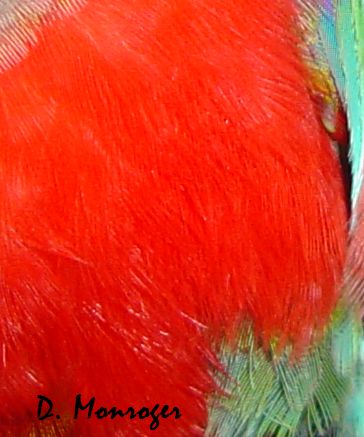 Pyrrhura perlata perlata 3.jpg