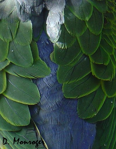 Psittinus cyanurus 1.jpg