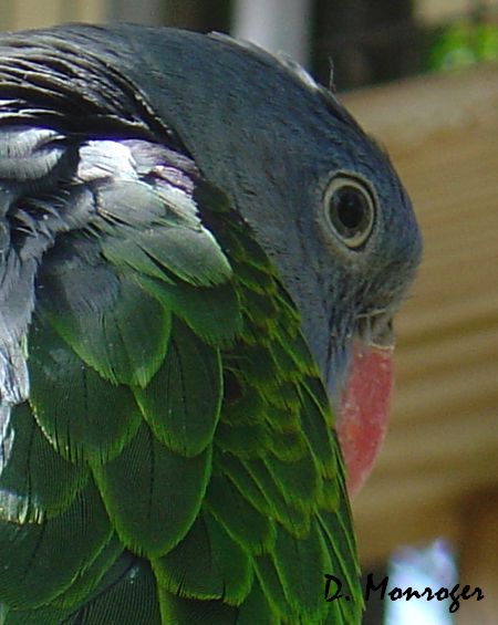 Psittinus cyanurus.jpg