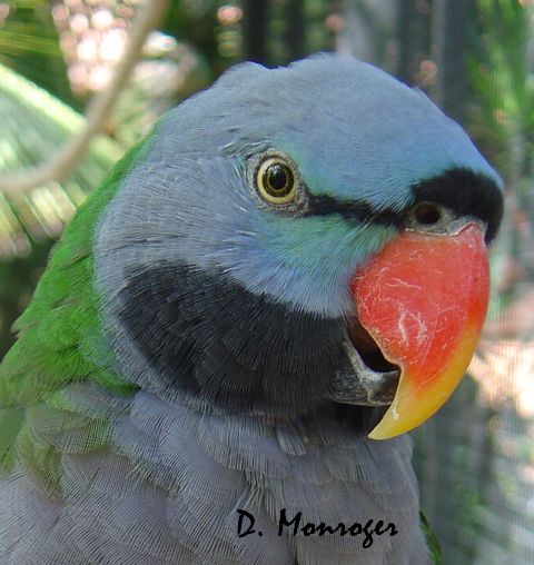 Psittacula derbiana.jpg
