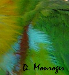 Psittaculirostris desmarestrii occidentalis 1.jpg