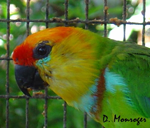 Psittaculirostris desmarestrii occidentalis.jpg