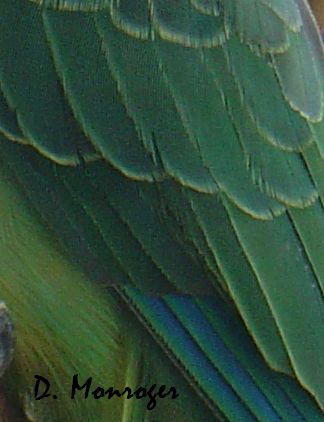 Psittacula columboides 2.jpg