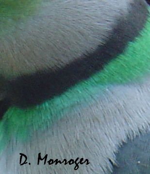 Psittacula columboides 1.jpg