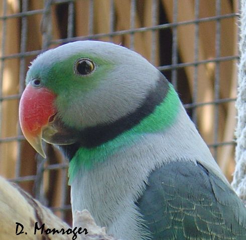 Psittacula columboides.jpg