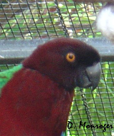 Prosopeia tabuensis tavuinensis.jpg