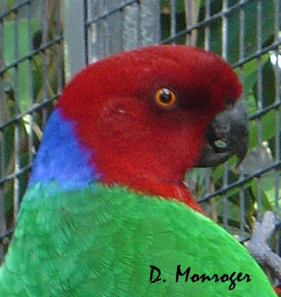 Prosopeia tabuensis splendens 4.jpg