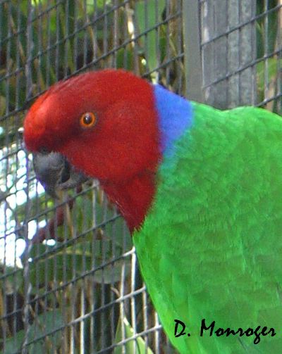 Prosopeia tabuensis splendens 3.jpg