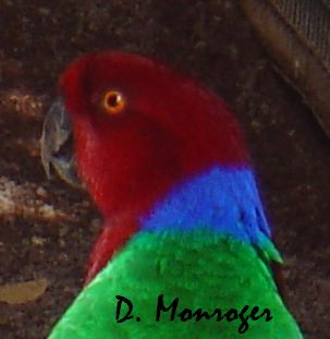 Prosopeia tabuensis splendens.jpg