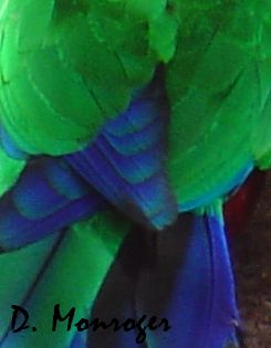 Prosopeia tabuensis splendens 2.jpg