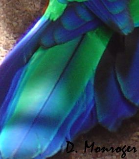 Prosopeia tabuensis splendens 1.jpg