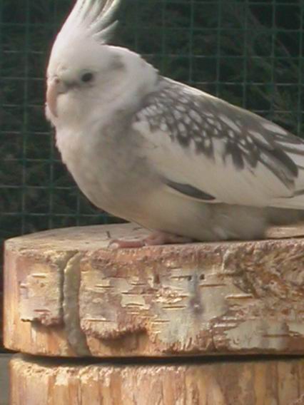 Resize of Img2005-05-05-16.44.48.JPG