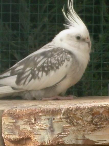 Resize of Img2005-05-05-16.43.41.JPG