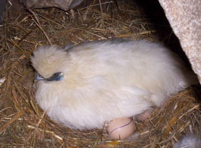 négre de soie en pleine couvaison!.jpg