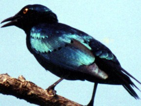 MERLE METALLIQUE.jpg