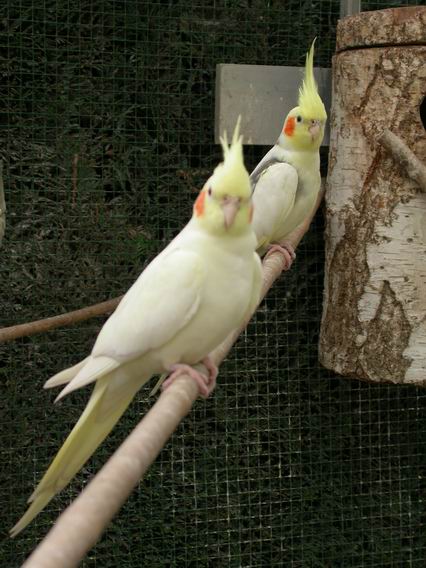 Resize of Img2005-05-21-18.31.26.JPG