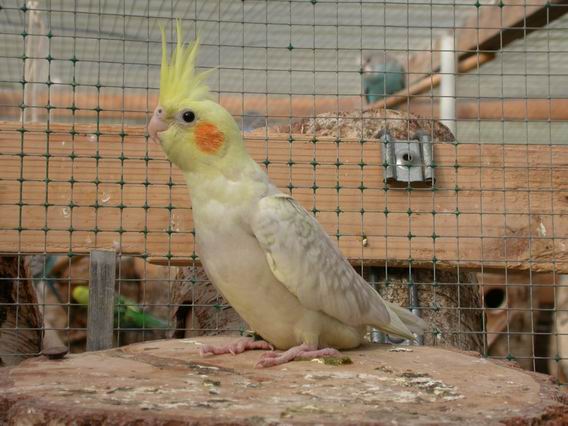 Resize of Img2005-05-21-18.17.27.JPG