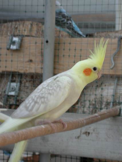 Resize of Img2005-05-28-19.36.02.JPG