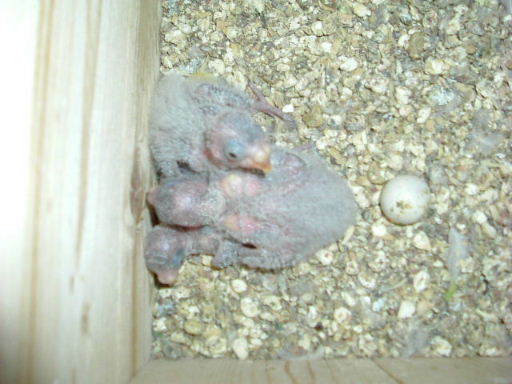 2005_0531jeune croupions.JPG