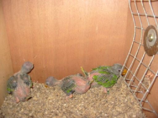 TP cpl N 1 .  05.JPG