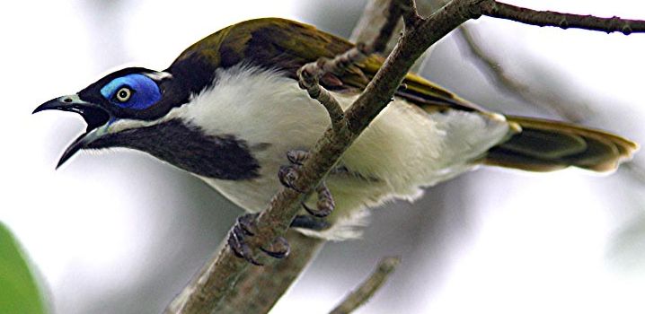 Honeyeater_Blue-faced_Dabb.jpg