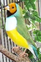 Gould tÃªte orange.jpg