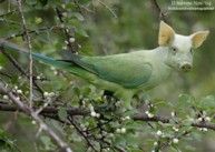 keskel a ma gueule.jpg