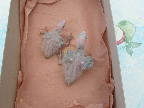 Resize of Img2005-06-12-11.27.23.JPG