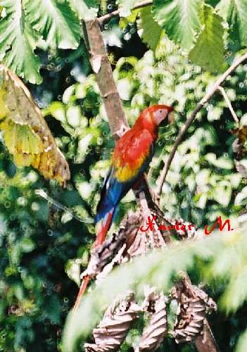 macao libre 2 poi.jpg