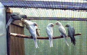 envole BB gris 2.jpg