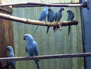 envole BB bleu 1.jpg