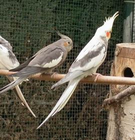 Resize of Resize of Img2005-05-21-18.31.07.JPG