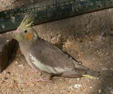 Resize of Resize of Img2005-06-12-09.45.53.JPG