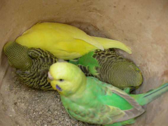 Resize of droite 9 (3).JPG