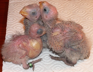 Poussin mÃ©lanure1a.jpg