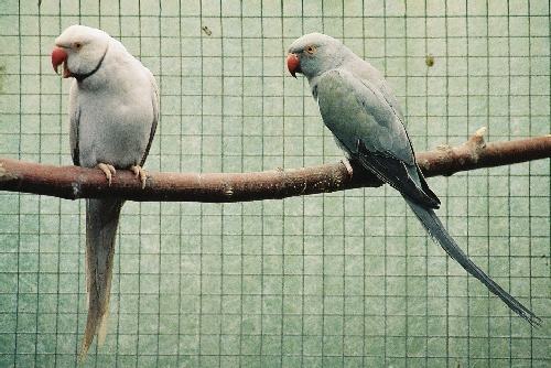 collier gris 4 poi.jpg